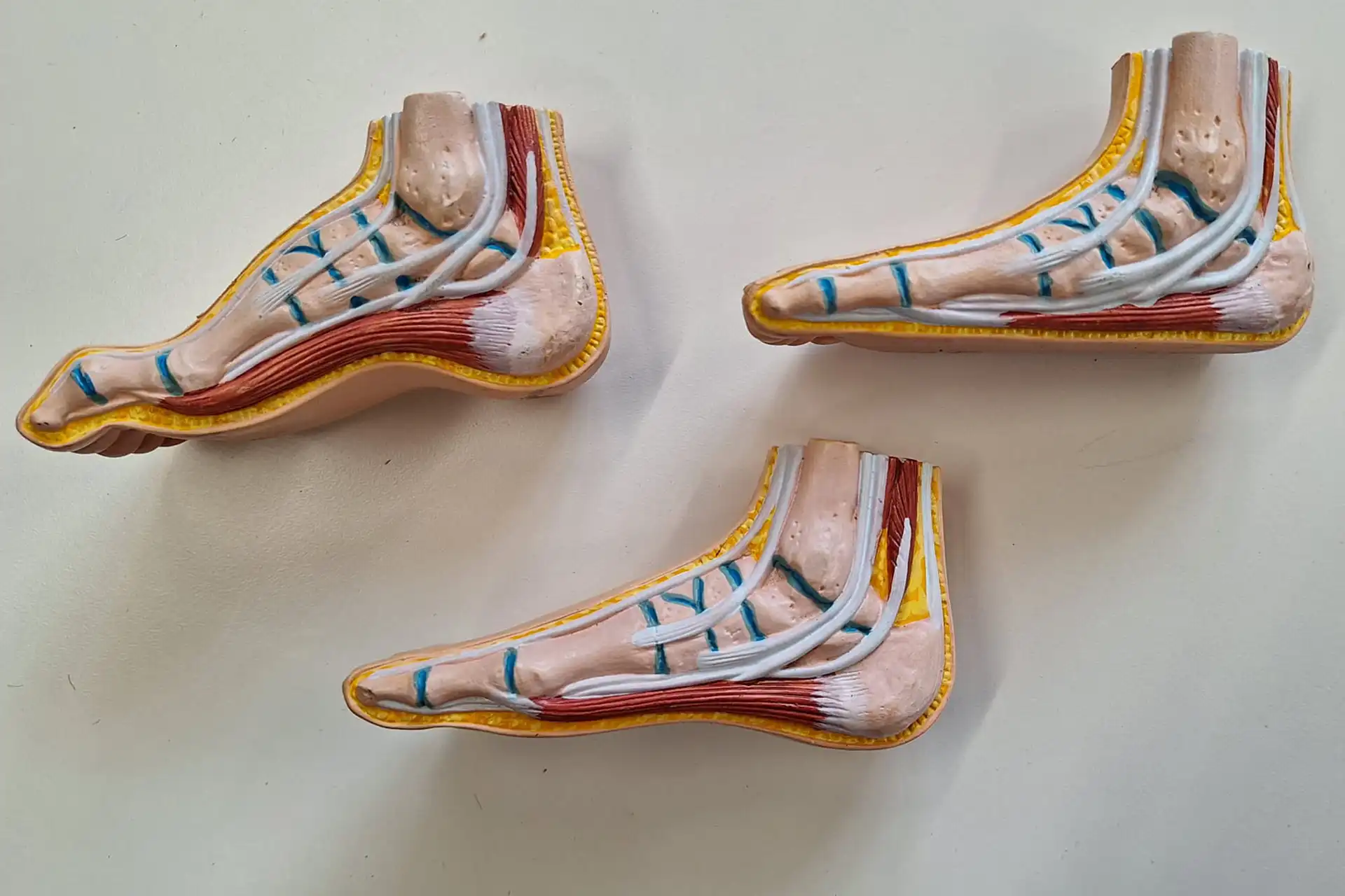 Orthopädieschuhtechnik A. Bartsch - Med./Techn. Hilfsmittel Orthopädie, Orthopädieschuhtechnik - anatomische Modelle des menschlichen Fußes